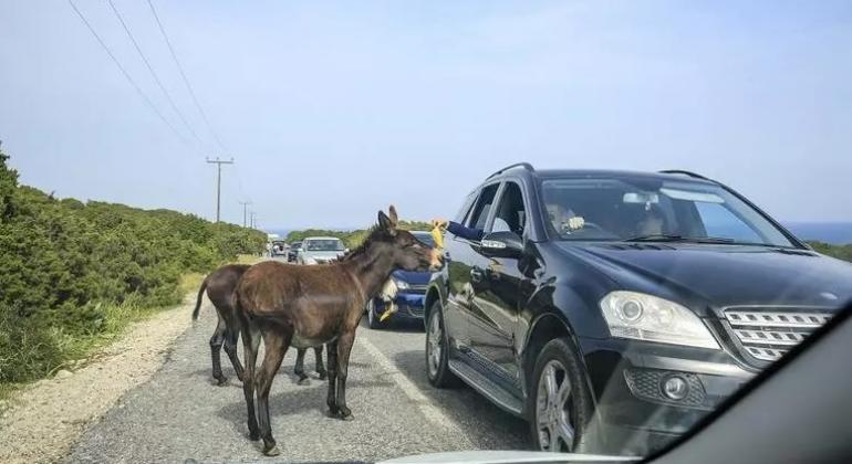 Did You Give Bananas to Donkeys in Karpaz?