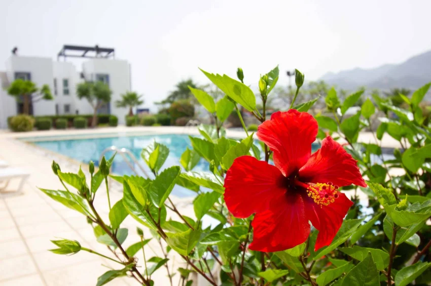 3 Bedroom Terrace Villa in Bahceli